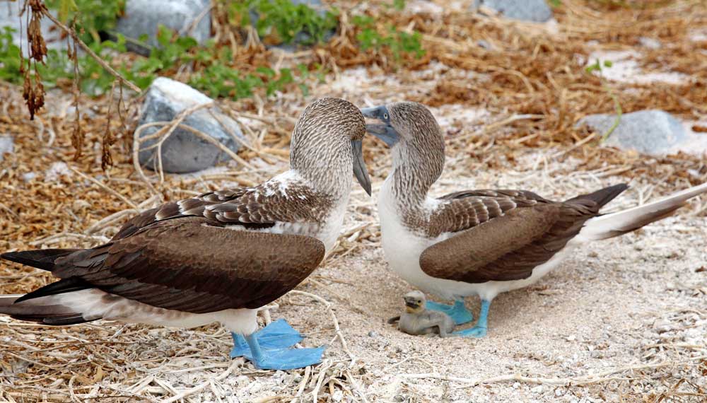 Blue Footed Boobies