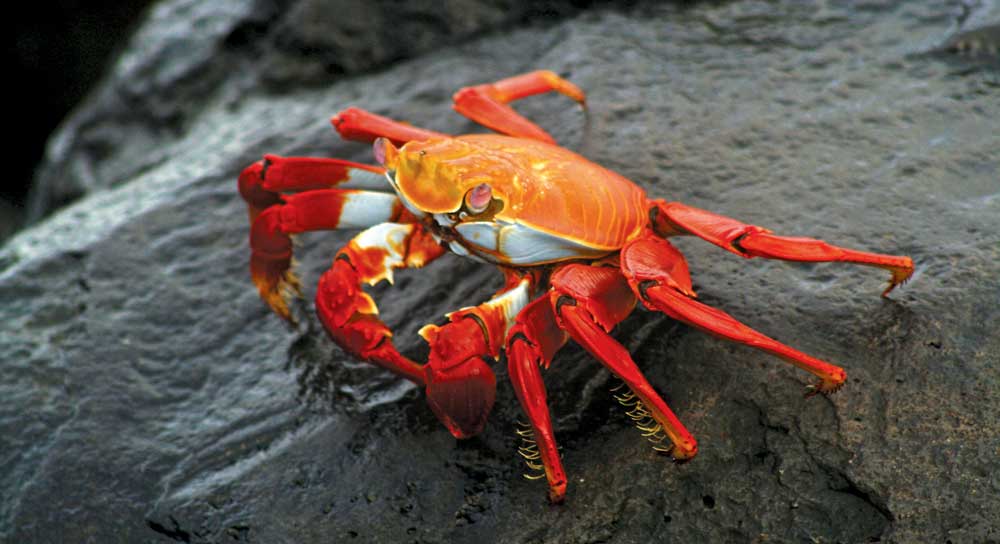 Crab