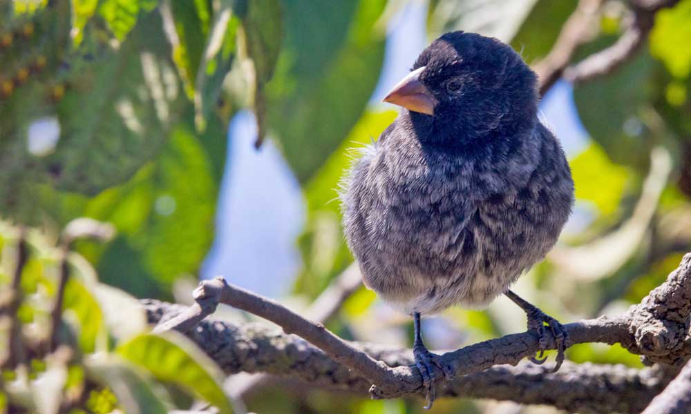 Finch