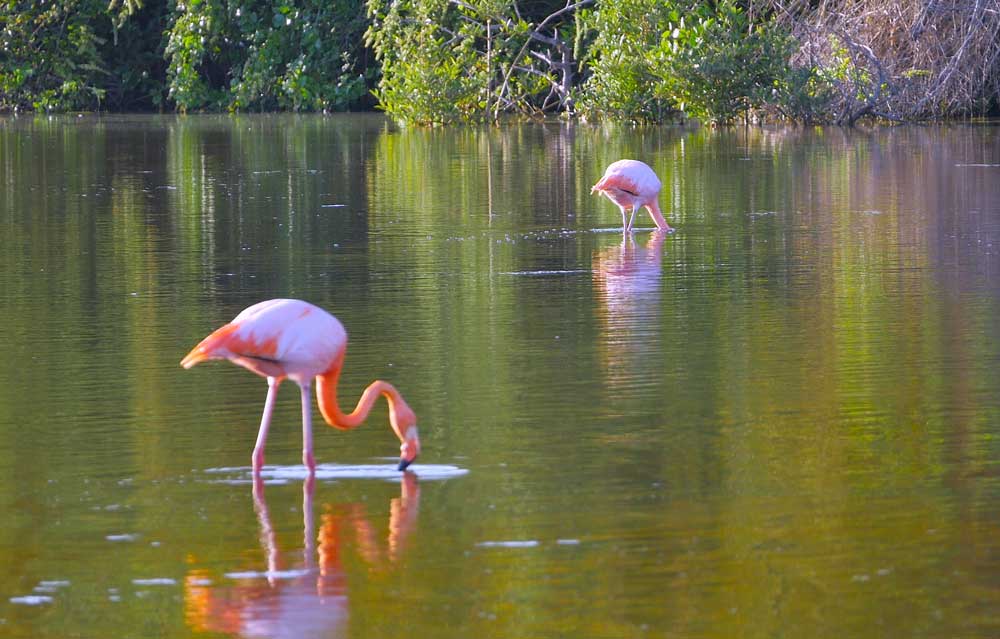Flamingos in a lagoon