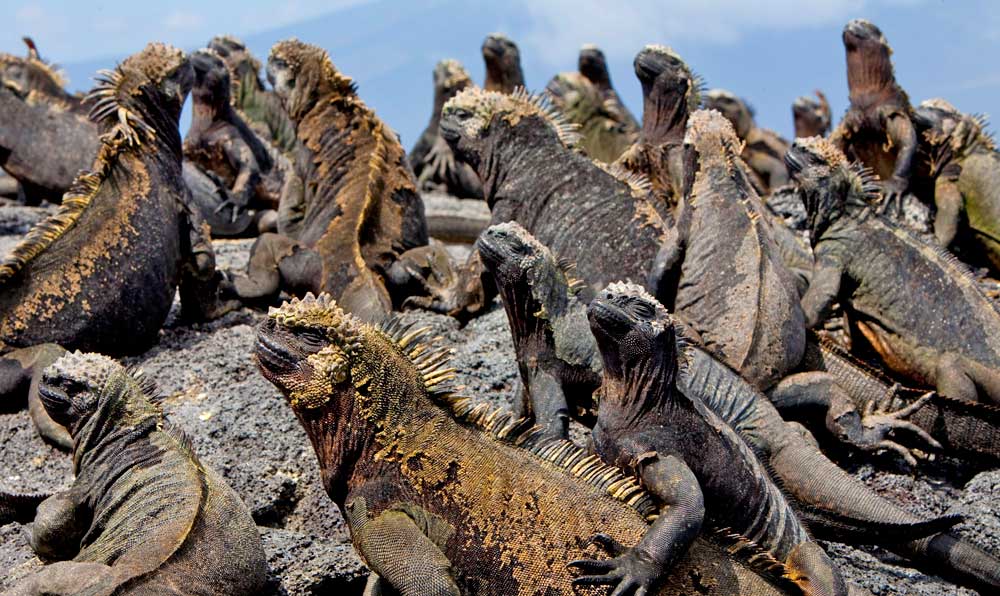 Group of Iguana's on the rocks