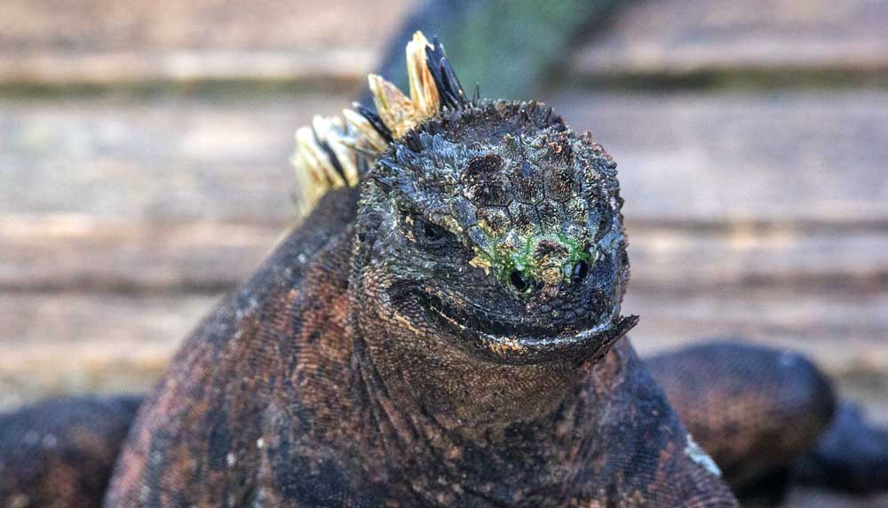Close-up of an Iguana's Face