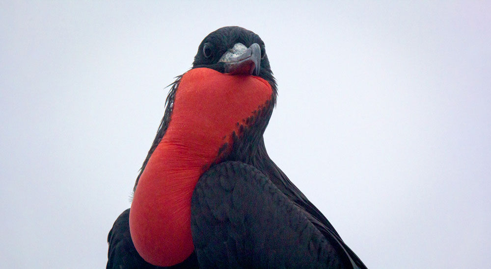 Magnificent Frigatebird