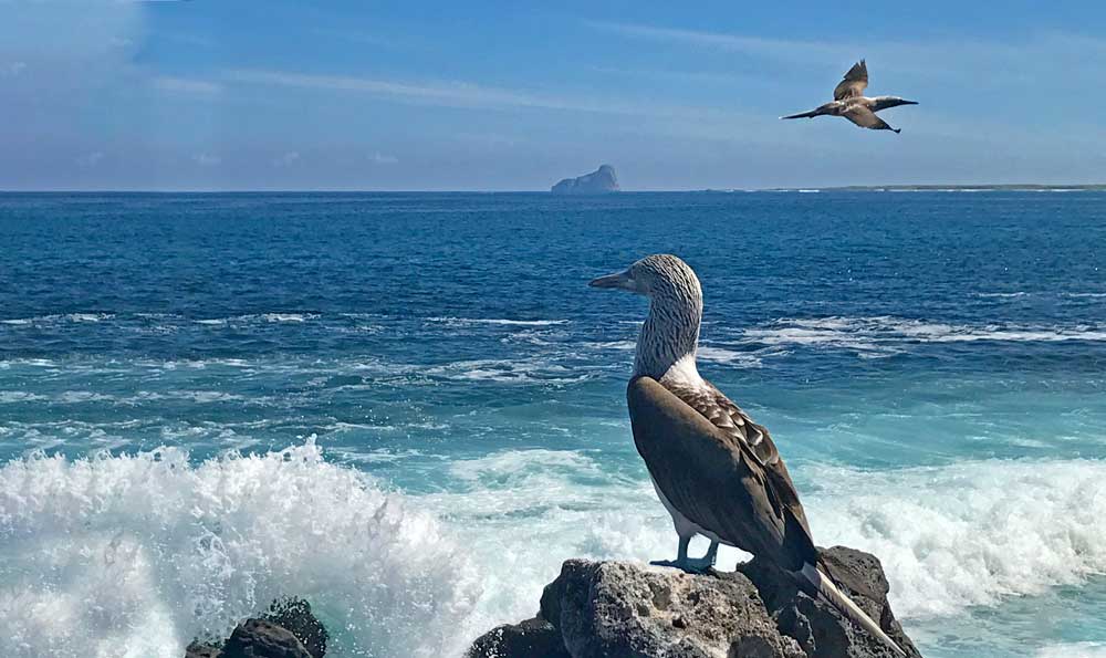 Ocean Birds