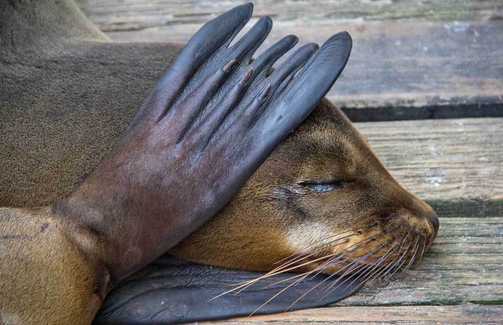 Sea Lion with Flipper