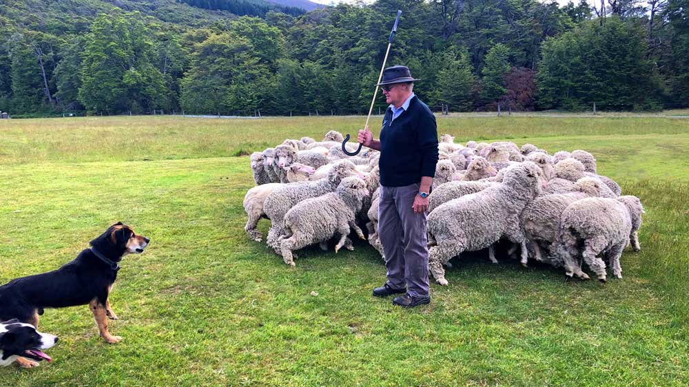 New Zealand Sheep
