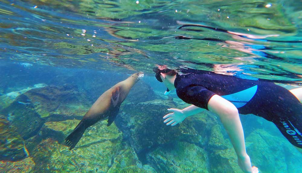 Snorkeling with Sea Lion