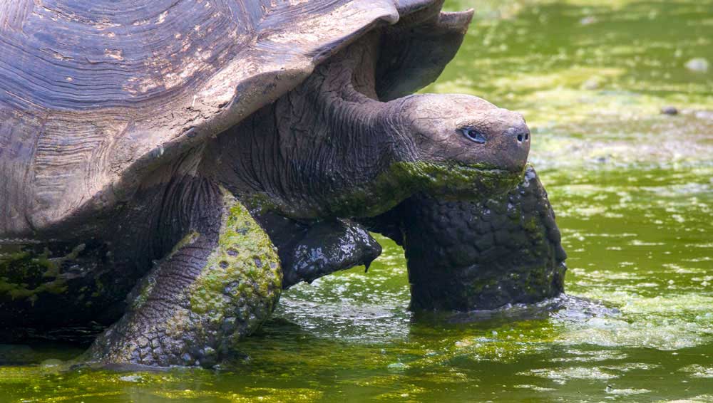 Tortoise in the Galapagos