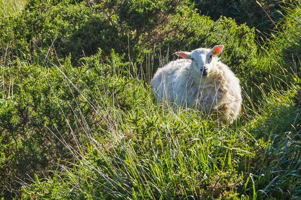 Ireland-White-Sheep