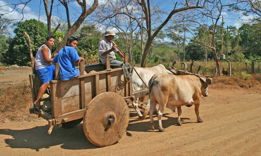 Ox and Cart