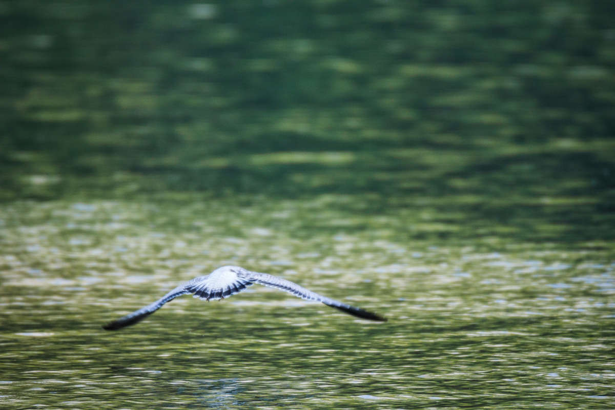 Canadian Rockies Two Jack Lake Bird