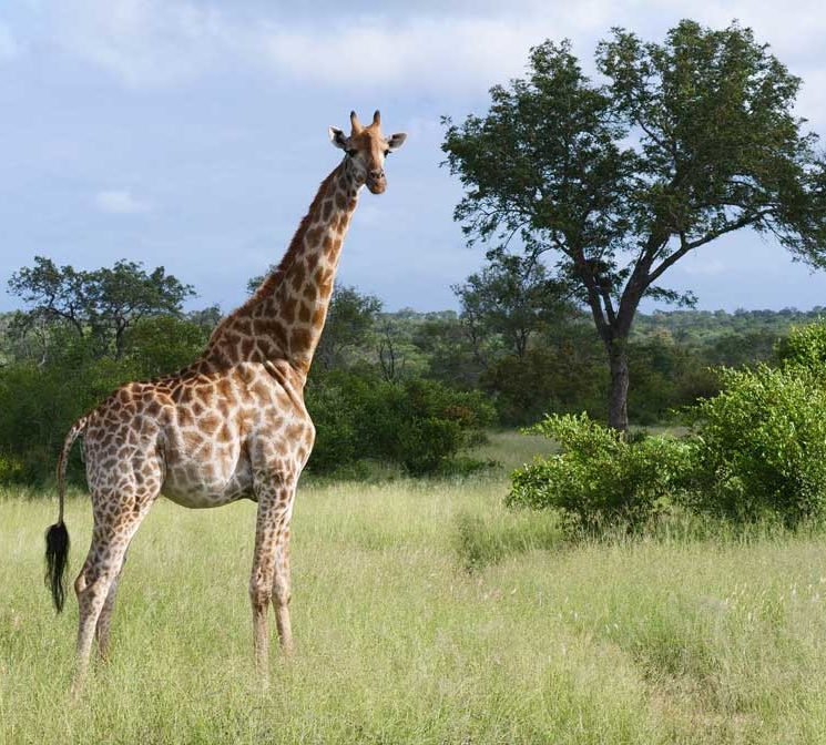 Giraffe in South Africa