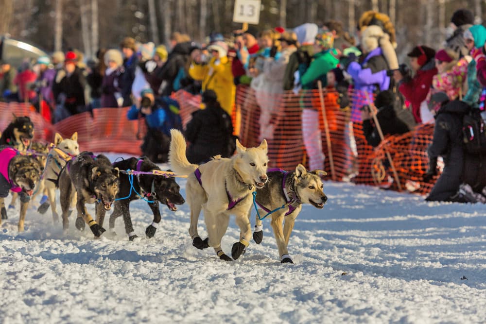 Dogsled Race in Alaska