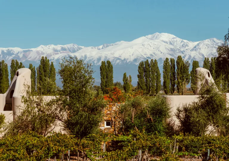 forested area with mountains in the background