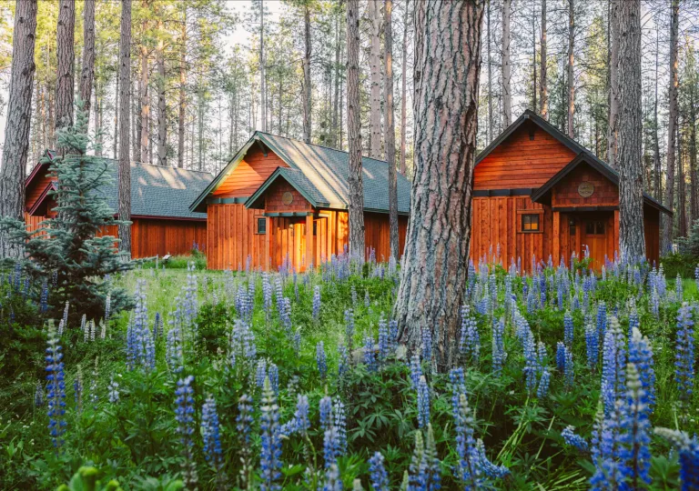 red houses in lavender fields