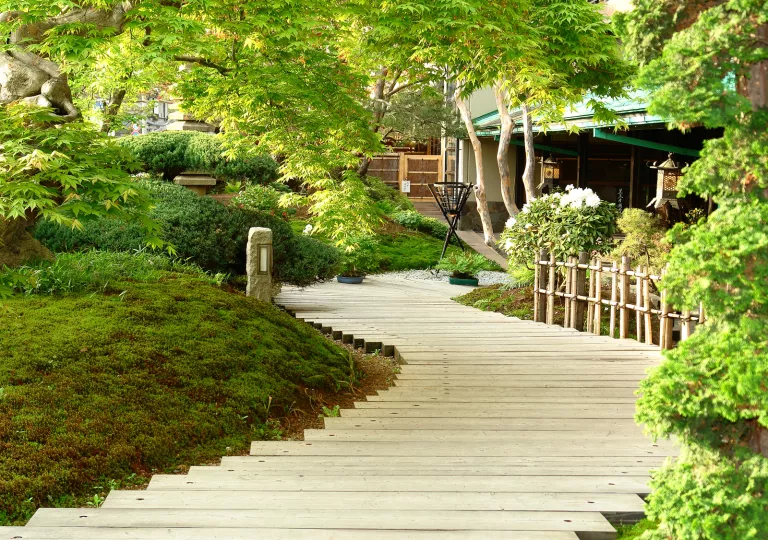Wooden pathway surrounded by moss and large trees