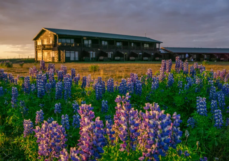 Wood and bridge lodge building in the middle of a field, surrounded by purple flowers