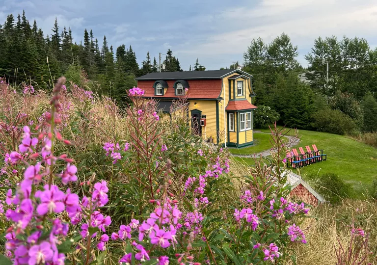 pink flower bushes with yellow house in the background
