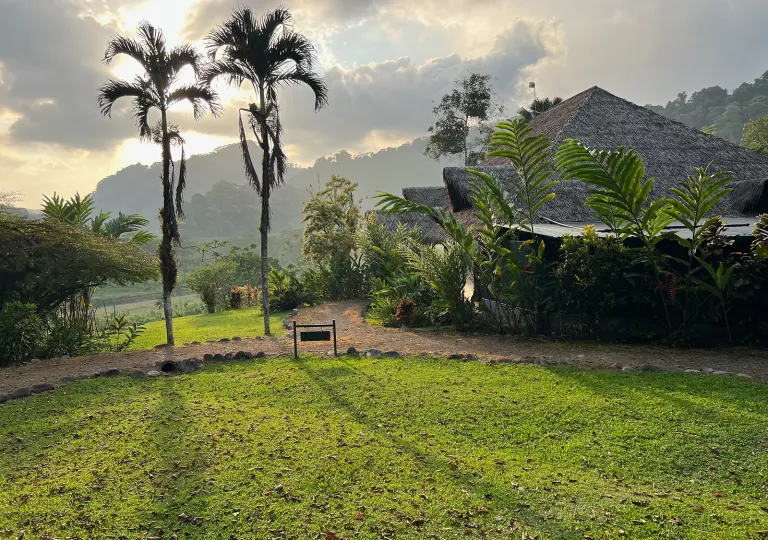 Straw hut building with a grass field and tall palm trees in front