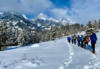 Snow covered trees and landscape