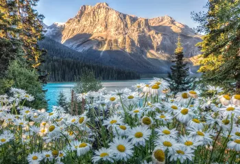 Wide shot of sunlit mountain, blue lake, Shasta Daisies.