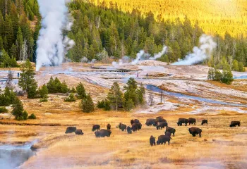Bison enjoying a snack with steamy hot springs in background