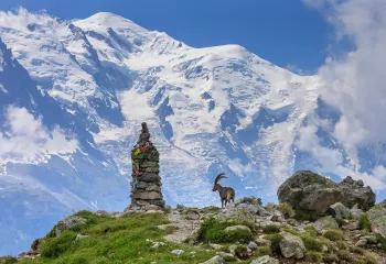 A ram next to a stack of rocks, with large snow-capped mountains in the background