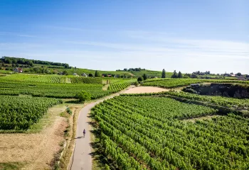 Dirt path along a green vineyard
