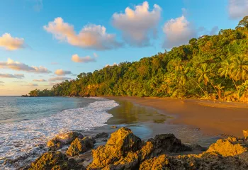 Beach surrounded by palm trees and a larger forest