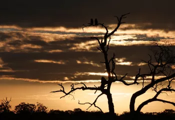 Dried tree silhouette with the sunset
