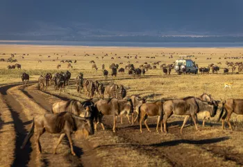 Herd of goats along a dirt path with a truck in the distance
