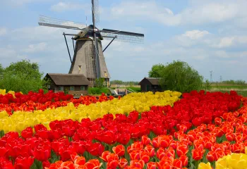 Windmill the in center of a field of red and yellow flowers