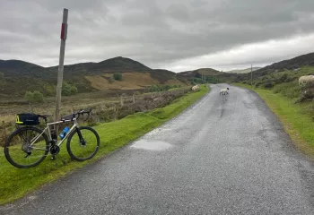 Bike leaning on a wooden post next to a road, with two lambs walking across