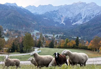 Herd of sheep walking on grass with large mountains in the distance