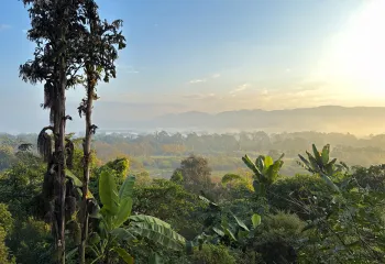 Jungle top view with mountains in the distance