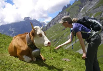Cow with bell while hiking in the Swiss Alps