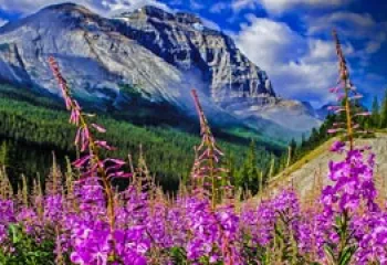 Flowers, trees and mountains in the Canadian Rockies