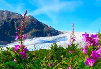 Glacier and wildflowers in Alaska