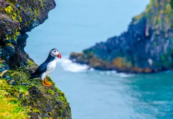 Puffin on a cliff ledge