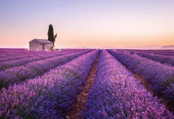 Lavender in Provence