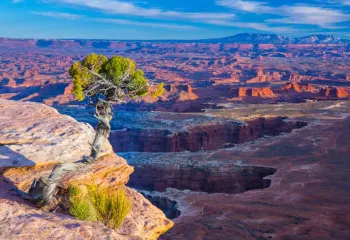 Canyonlands Vista