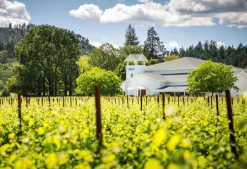 Twomey Winery, Calistoga