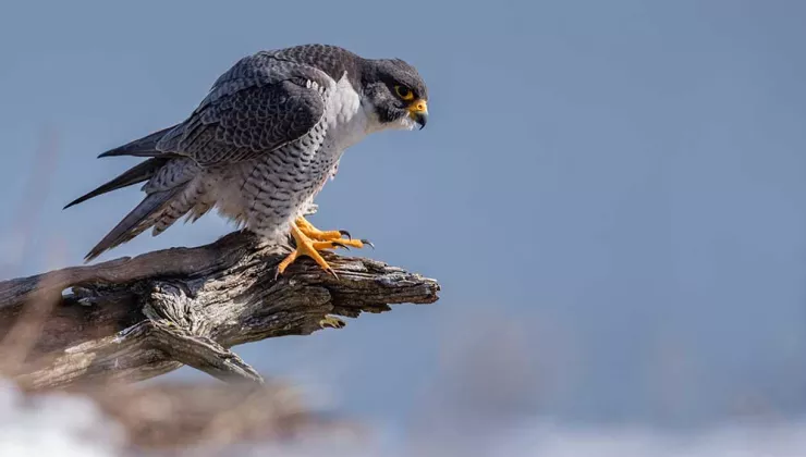Peregrine Falcon - Backroads Maine Tour