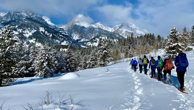 Snow covered trees and landscape
