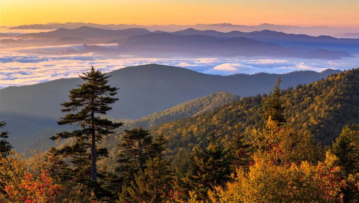 Wide shot of autumnal forest during colorful sunset.