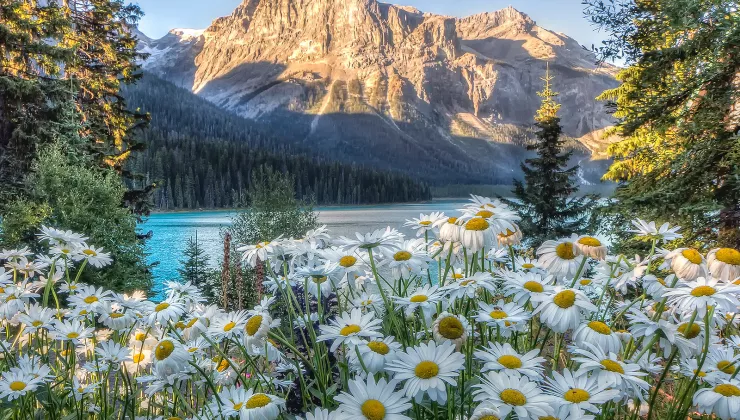 Wide shot of sunlit mountain, blue lake, Shasta Daisies.