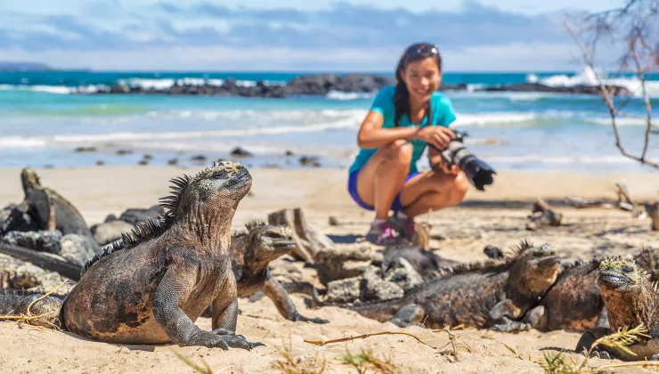 Marine Iguanas Photographed Galapagos