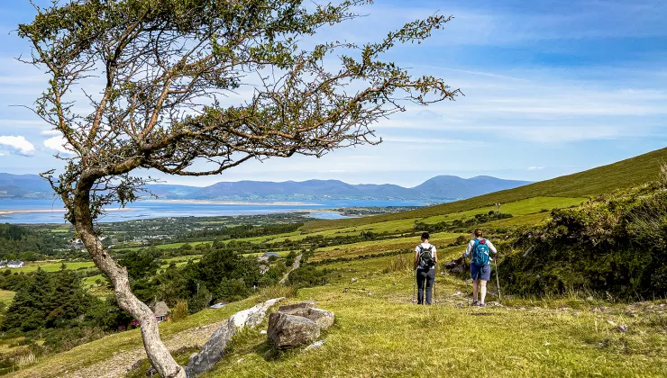 Wind Blown Tree Ireland