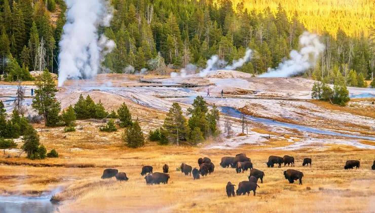 Bison enjoying a snack with steamy hot springs in background