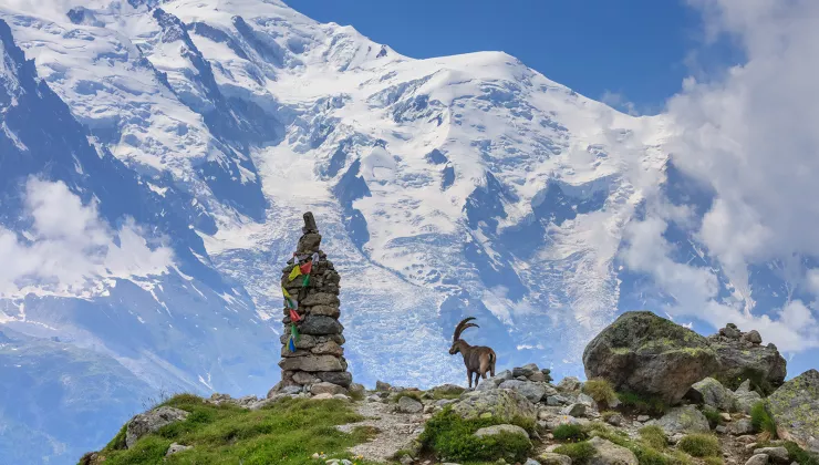 A ram next to a stack of rocks, with large snow-capped mountains in the background